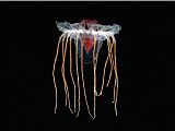 Sea life Jellyfish 1 painting